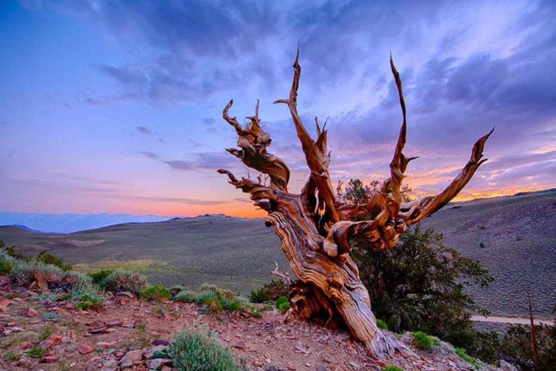 El árbol vivo más antiguo de la Tierra es más antiguo que las pirámides de Egipto