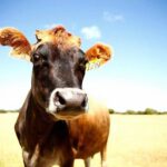 Vacunas de ARNm por la vía rápida para la agricultura australiana