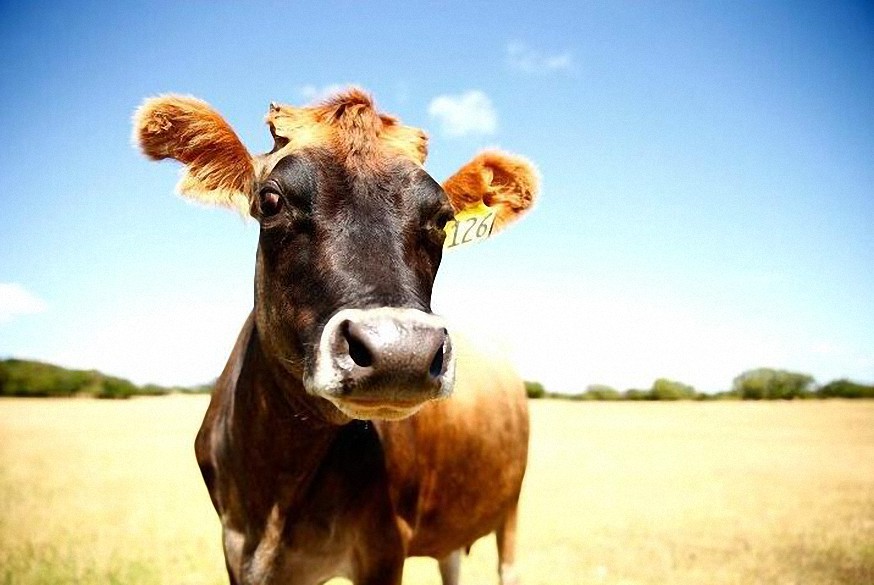 Vacunas de ARNm por la vía rápida para la agricultura australiana