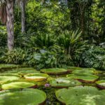 Cómo Sobrevivieron 4 Niños 40 Días en la Selva del Amazonas
