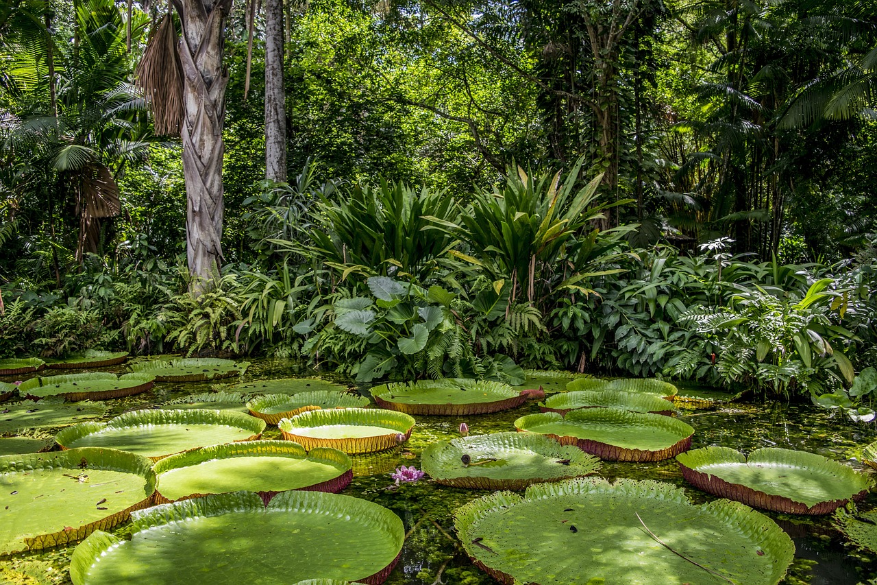 Cómo Sobrevivieron 4 Niños 40 Días en la Selva del Amazonas