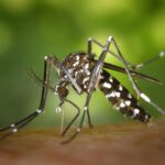 Detectan varios casos de una enfermedad mortal transmitida por mosquitos en EE.UU.