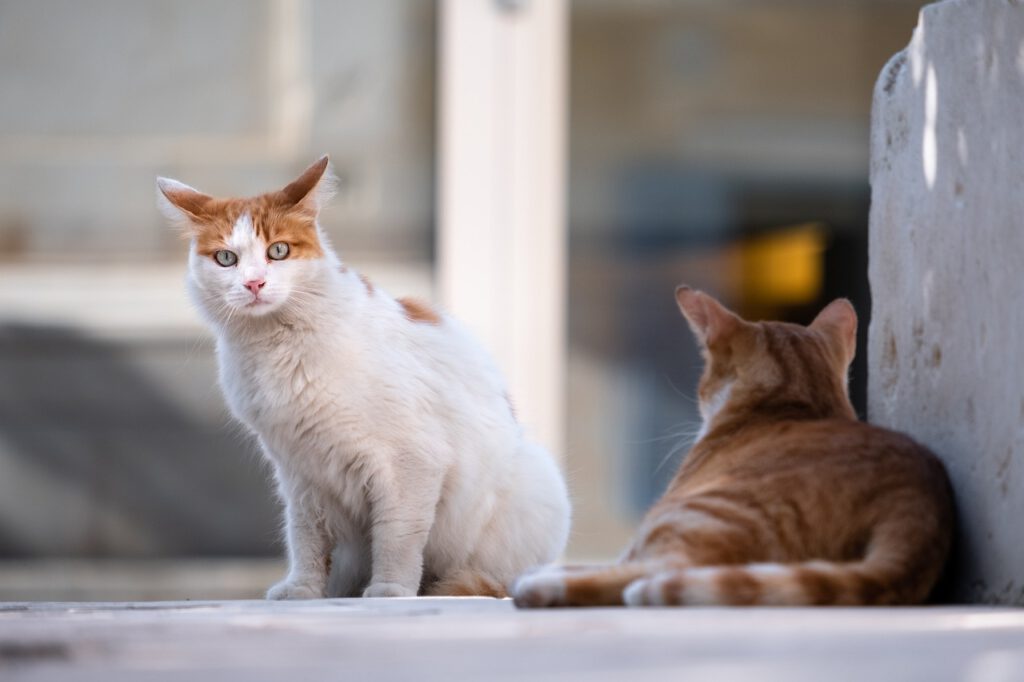 Expertos advierten sobre un coronavirus felino que ha provocado muertes masivas de gatos en Chipre