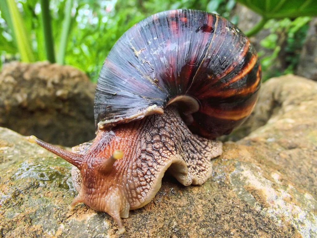 Declaran cuarentena en un condado de Florida por una plaga de caracoles africanos gigantes