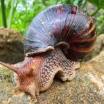 Declaran cuarentena en un condado de Florida por una plaga de caracoles africanos gigantes