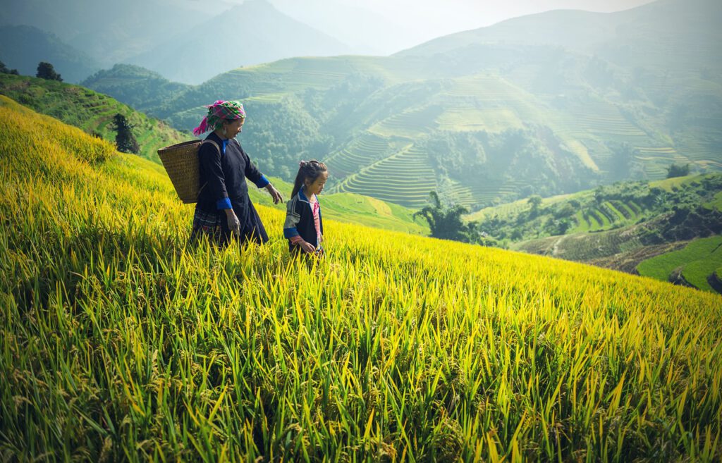 Tailandia planea reducir los cultivos de arroz por la sequía y pone en riesgo el suministro mundial