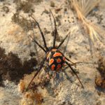 Un niño se deja picar por una viuda negra para convertirse en el Hombre Araña en Bolivia