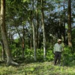 Plantó un árbol cada día durante 37 años, el resultado es impresionante