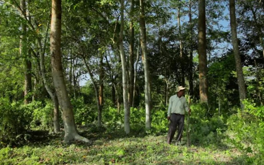 Plantó un árbol cada día durante 37 años, el resultado es impresionante