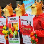Nuevo impulso a ley que busca prohibir el consumo de carne de perro en Corea del Sur
