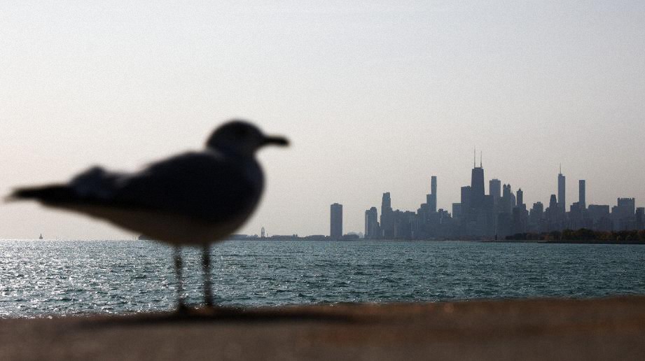 Chicago demanda a Monsanto por contaminar el agua, suelo y aire de la ciudad