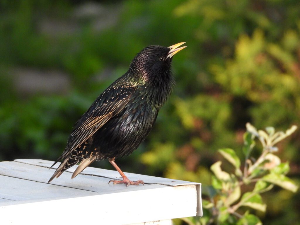 Aves con habilidades vocales tienen mayores capacidades cognitivas, según estudio