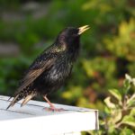 Aves con habilidades vocales tienen mayores capacidades cognitivas, según estudio