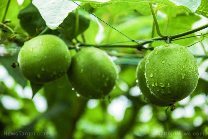 Beneficios para la salud de cambiar a un edulcorante natural como la fruta del monje