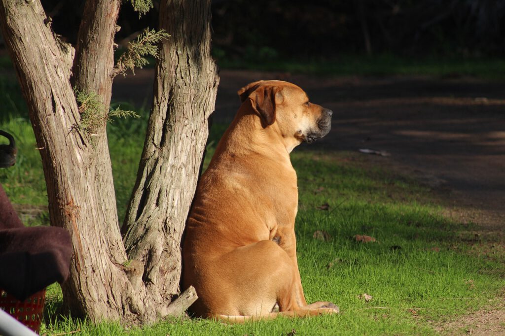 Bobi, el perro más longevo de la historia, muere a los 31 años