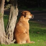 Bobi, el perro más longevo de la historia, muere a los 31 años