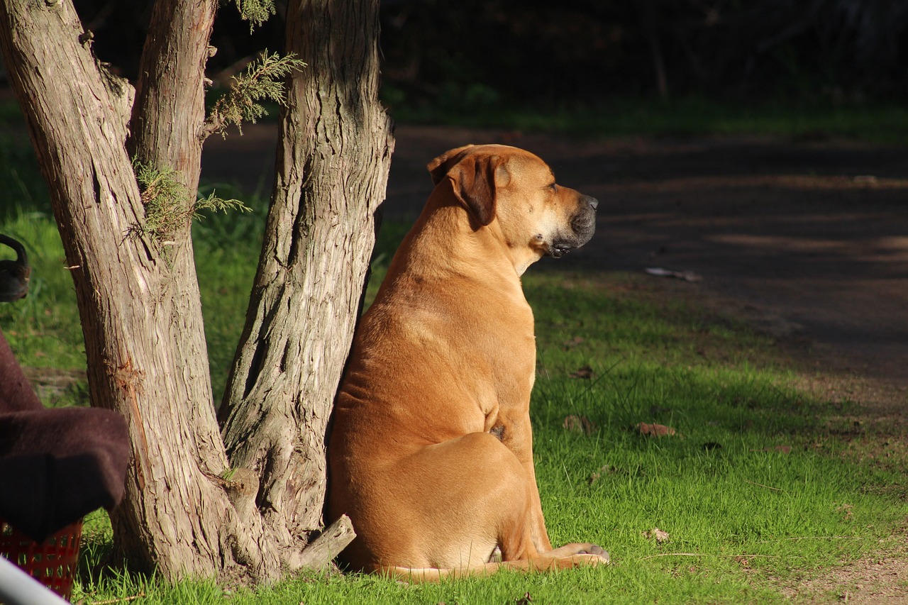 Bobi, el perro más longevo de la historia, muere a los 31 años