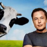 La propuesta de Irlanda de sacrificar 200.000 vacas para cumplir con objetivos ambientales y las críticas de Elon Musk