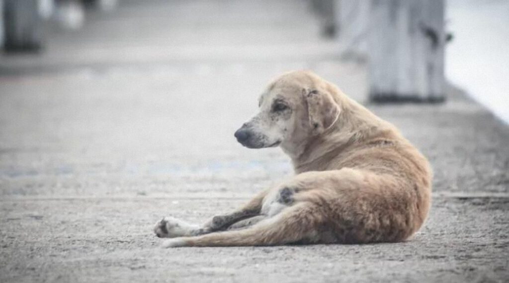 Cientos de perros contraen una inusual enfermedad respiratoria en EE.UU.