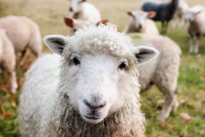 ¿Por qué amar a los Animales?