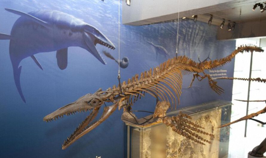 Encuentran en Japón vestigios de un monstruoso ‘dragón azul’ que aterrorizó los mares prehistóricos