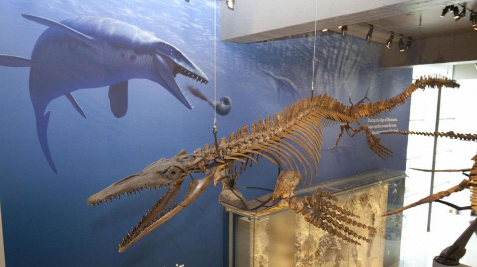 Encuentran en Japón vestigios de un monstruoso ‘dragón azul’ que aterrorizó los mares prehistóricos