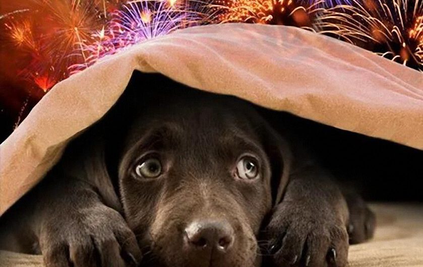 Cuidar a los animales de la pirotecnia en Año Nuevo