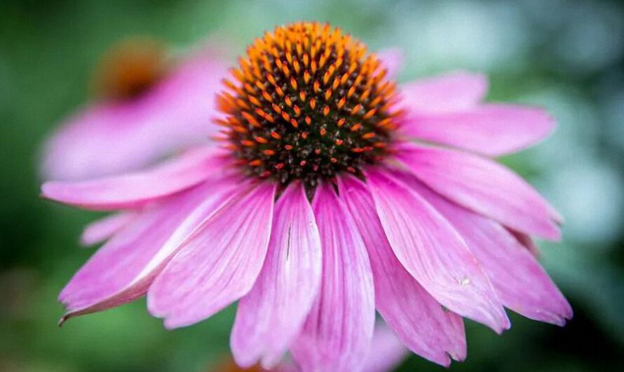 5 plantas medicinales para el sistema inmune