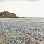 La aparición de 1.200 toneladas de peces muertos en la costa japonesa desconcierta a las autoridades