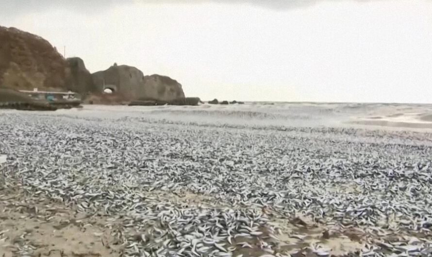 La aparición de 1.200 toneladas de peces muertos en la costa japonesa desconcierta a las autoridades