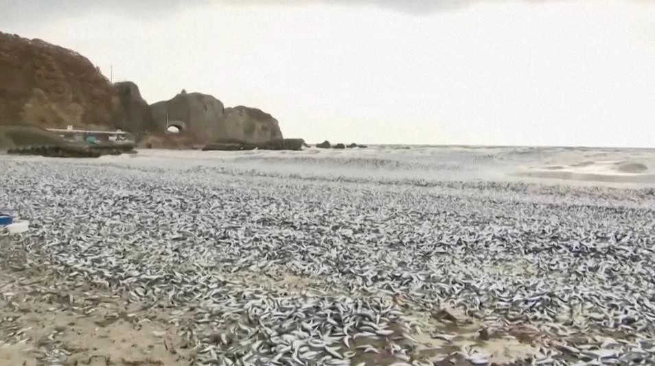 La aparición de 1.200 toneladas de peces muertos en la costa japonesa desconcierta a las autoridades