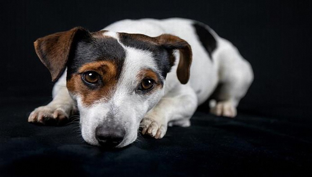 Un perro es sanado por un pequeño ovni dentro de una casa