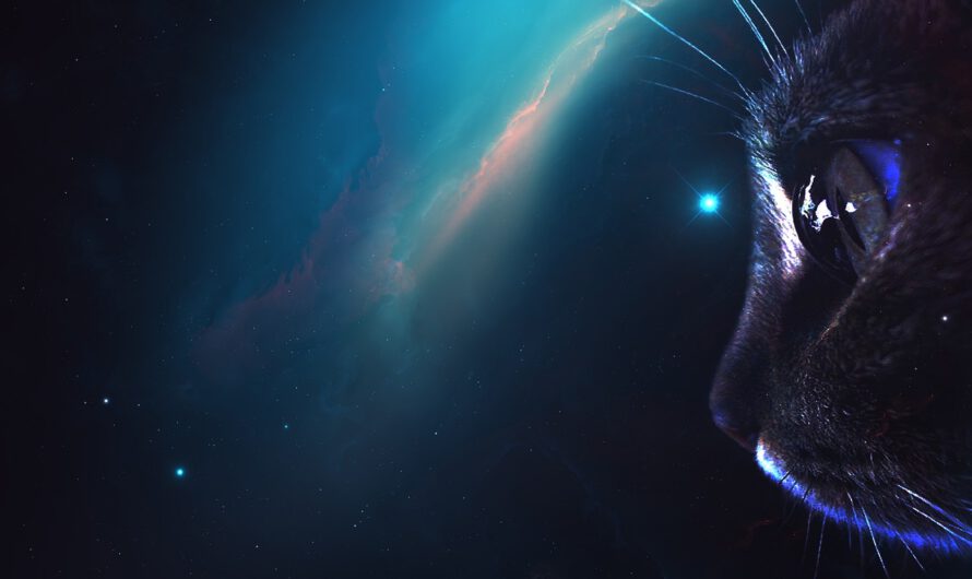 Frecuencia felina: un gato protagoniza el primer video enviado desde el espacio profundo