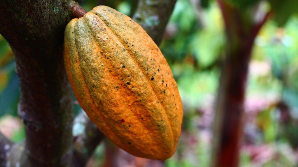 CBS: Un fabricante líder de chocolates utiliza cacao obtenido de la explotación infantil en África