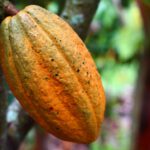 CBS: Un fabricante líder de chocolates utiliza cacao obtenido de la explotación infantil en África