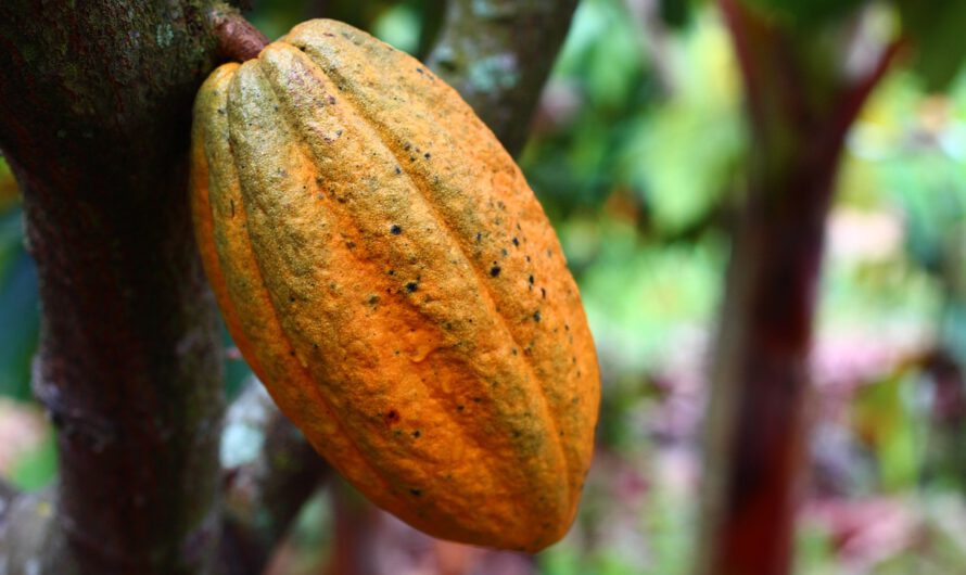 CBS: Un fabricante líder de chocolates utiliza cacao obtenido de la explotación infantil en África