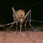 Inventan un ingenioso ‘sistema de defensa antiaérea’ contra mosquitos