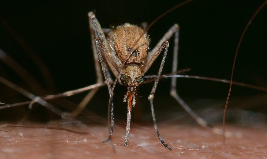 Inventan un ingenioso ‘sistema de defensa antiaérea’ contra mosquitos