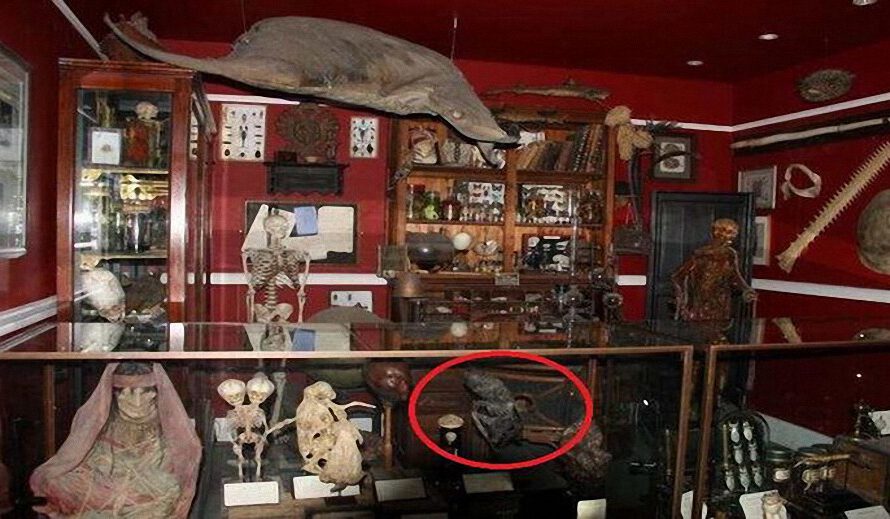 La extraña y misteriosa momia de Bélgica