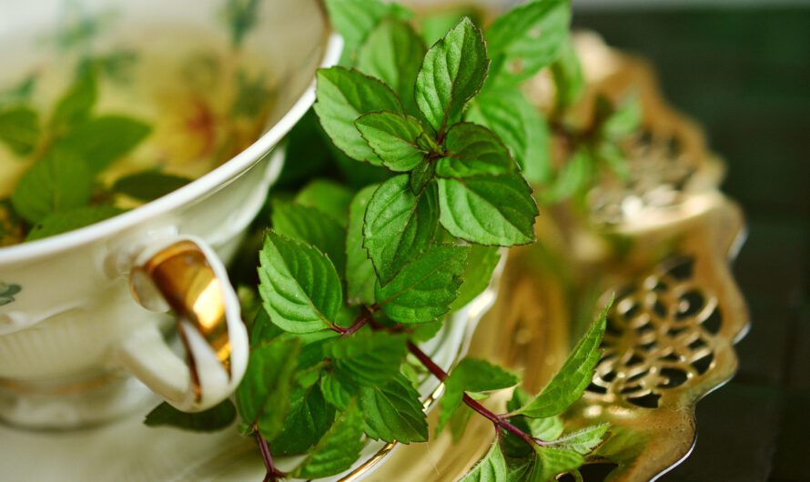 7 plantas medicinales potentes que debes conocer