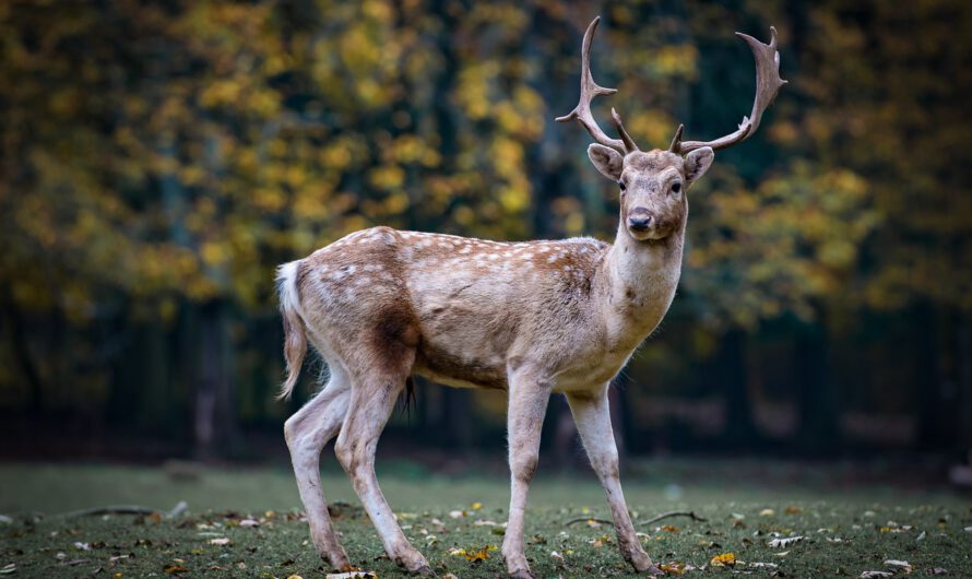 La ‘enfermedad del ciervo zombi’ preocupa por su posible propagación a los humanos