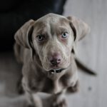 Una misteriosa enfermedad respiratoria que ataca a perros se propaga por EE.UU.