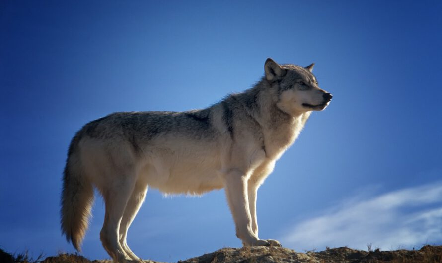 Ursula von der Leyen apoya reanudar la caza de lobos en los países de la UE