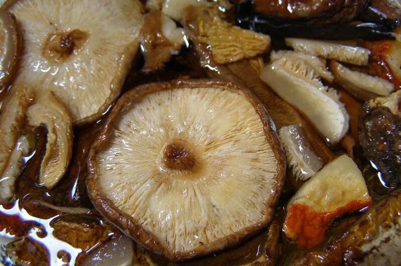 Seta shitake, exquisitez gastronómica