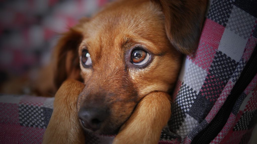 Corea del Sur prohibirá el consumo y el comercio de carne de perro