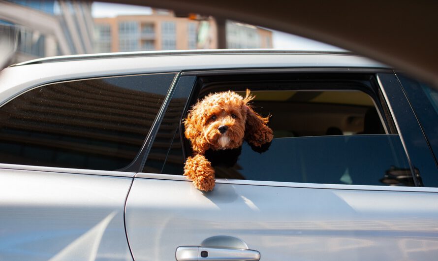 Dueños de perros británicos renuncian a sus mascotas en cifras récord