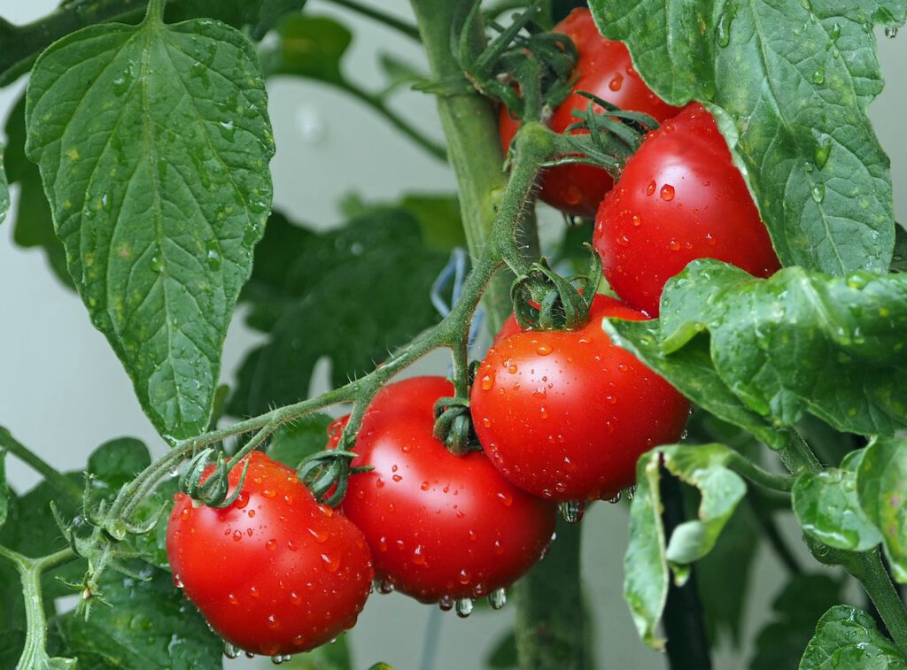 Tomate, un saludable antioxidante que protege la salud