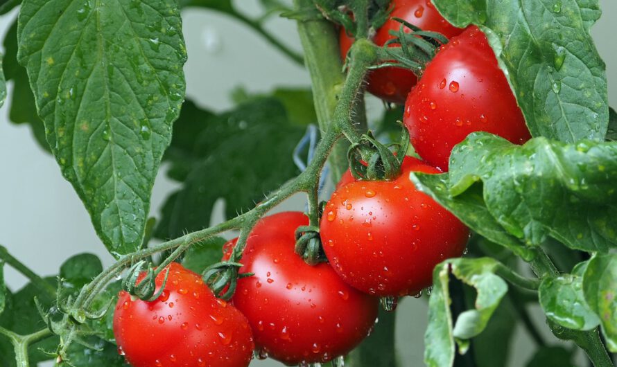 Tomate, un saludable antioxidante que protege la salud