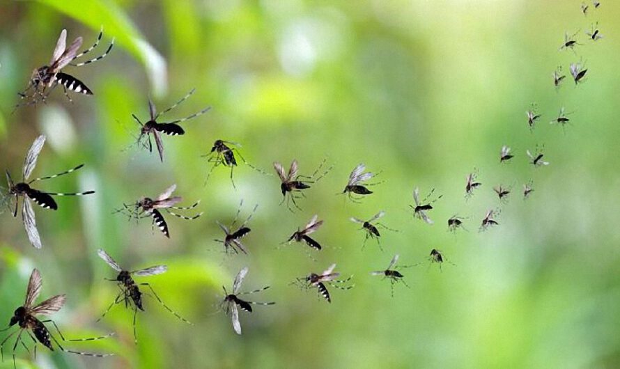 Maui, en Hawái, es la ‘zona cero’ para la liberación de miles de millones de mosquitos modificados en laboratorio con biopesticidas