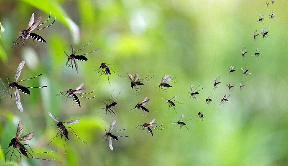 Maui, en Hawái, es la ‘zona cero’ para la liberación de miles de millones de mosquitos modificados en laboratorio con biopesticidas